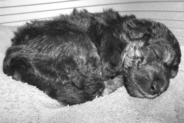 Arc-en-ciel Arlequin 02.02.JPG